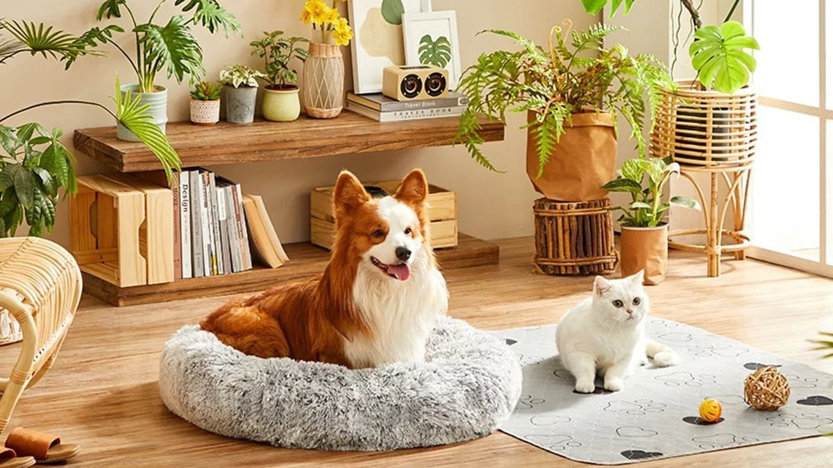 Pet Indoor Accessories